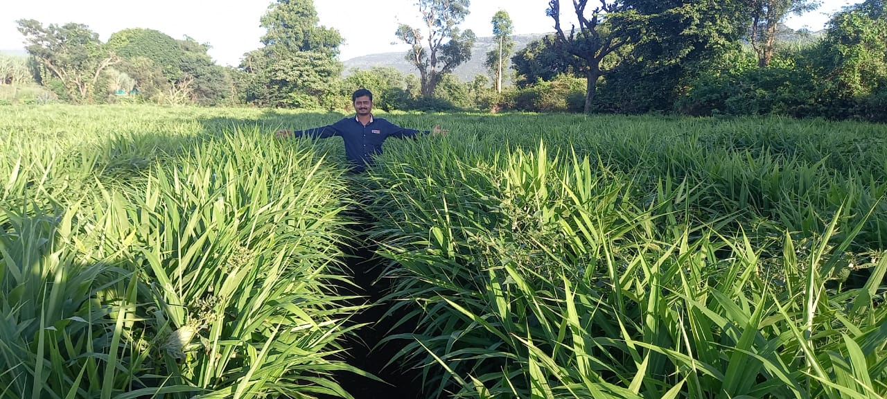 Organic vegetable farming